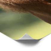 Kastanie Shetland Pony Stallion Headshot Poster (Ecke)