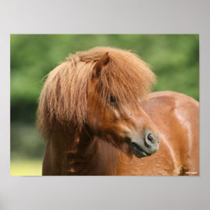 Kastanie Shetland Pony Stallion Headshot Poster