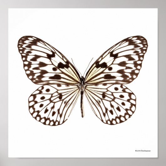 Kastanie Tiger Butterfly Poster (Vorne)