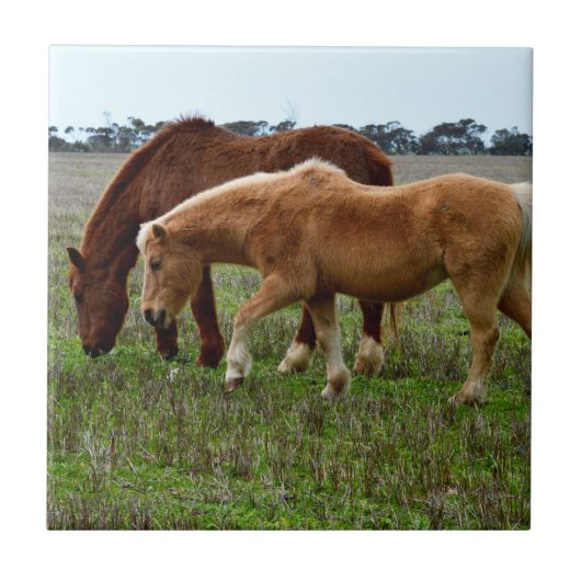 Kastanie und Palomino Foal, Fliese (Vorderseite)