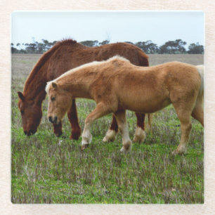Kastanie und Palomino Foal, Glasuntersetzer