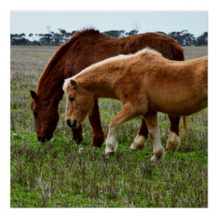 Kastanie und Palomino Foal, Poster