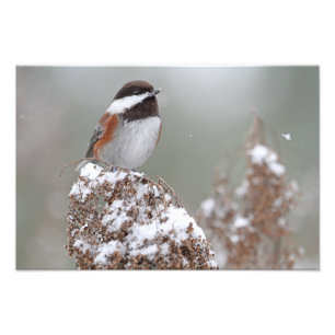 Kastanie unterstützter Chickadee im Schnee Fotodruck