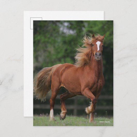 Kastanie Walisischer Pony Mane und Schwanz Blühen Postkarte (Vorne/Hinten)