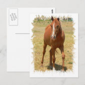 Kastanie Yearling Pferd Postkarte (Vorne/Hinten)
