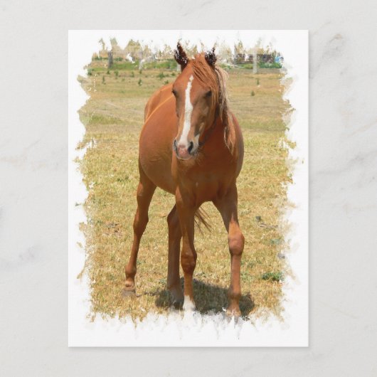 Kastanie Yearling Pferd Postkarte (Vorderseite)