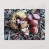 Kastanien-Karte Postkarte (Vorderseite)