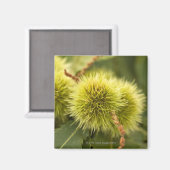 Kastanien Magnet (Vorderseite/Rückseite)