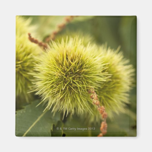 Kastanien Magnet (Vorne)