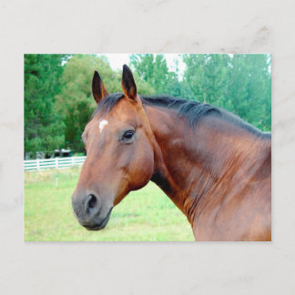 Kastanien Mare Postkarte