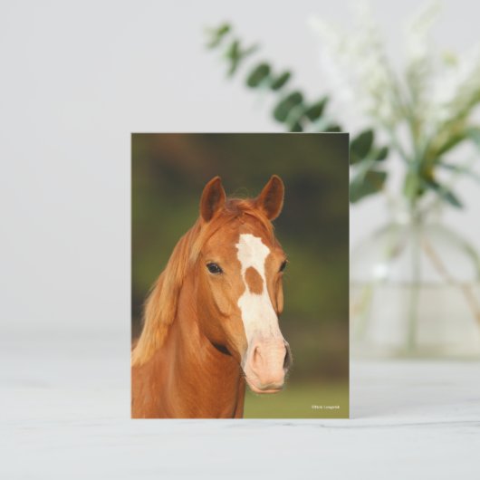 Kastanien Oldenburg Cross Welsh Headshot Postkarte (Stehend Vorderseite)