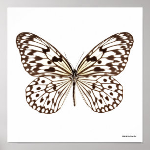 Kastanien-Tiger-Schmetterling Poster