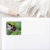 Kastanienbraun (Insitu)