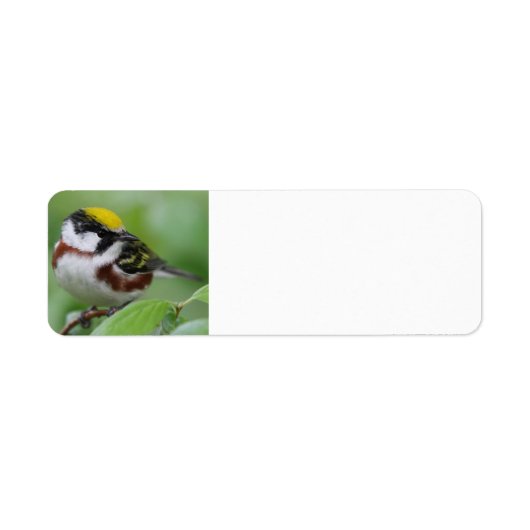 Kastanienbraun (Vorne)