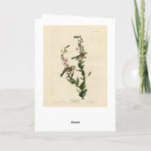 Kastanienbraun, Audubons Vögel von Amerika Karte (Rückseite)