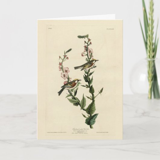 Kastanienbraun, Audubons Vögel von Amerika Karte (Vorderseite)