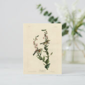 Kastanienbraun, Audubons Vögel von Amerika Postkarte (Stehend Vorderseite)