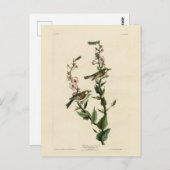 Kastanienbraun, Audubons Vögel von Amerika Postkarte (Vorne/Hinten)