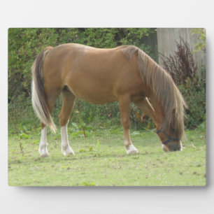 Kastanienbraun Pferdeweide Plaque Fotoplatte