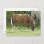 Kastanienbraun Pferdeweiden Postkarte (Vorne/Hinten)