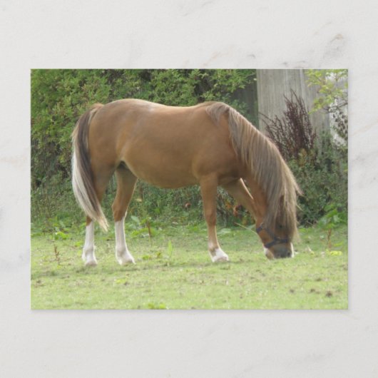 Kastanienbraun Pferdeweiden Postkarte (Vorderseite)