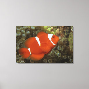Kastanienbraune clownfish mit Seeanemone Leinwanddruck