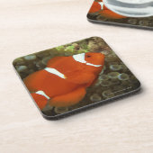 Kastanienbraune clownfish mit Seeanemone Untersetzer (Linke Seite)