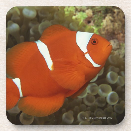 Kastanienbraune clownfish mit Seeanemone Untersetzer (Vorderseite)