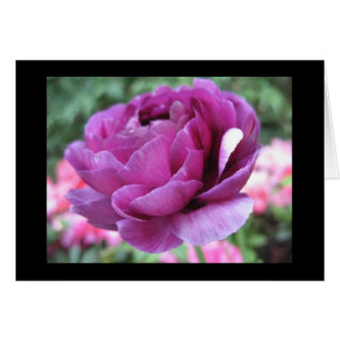 Kastanienbraune Verrücktheit