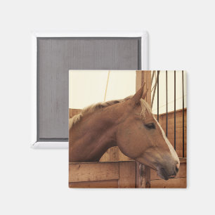 Kastanienbraunes Pferd mit Blesse im Stall Magnet