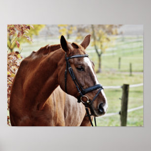 Kastanienbraunes Pferd mit Zaumzeug auf eingezäunt Poster
