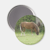 Kastanienbrown Horse Grazing Magnet (Vorderseite/Rückseite)