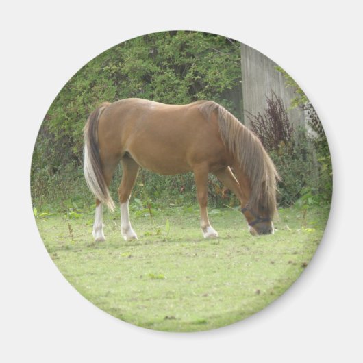 Kastanienbrown Horse Grazing Magnet (Vorne)