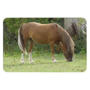 Kastanienbrown Horse Grazing Premium Magnet