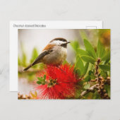 Kastaniengegarte Chickade Postkarte (Vorne/Hinten)