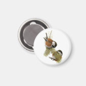 Kastaniengegarte Chickadee Magnet (Vorderseite/Rückseite)