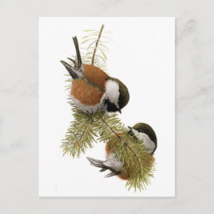 Kastaniengegarte Chickadee Postkarte