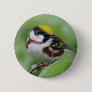 Kastaniengrasmücke Button