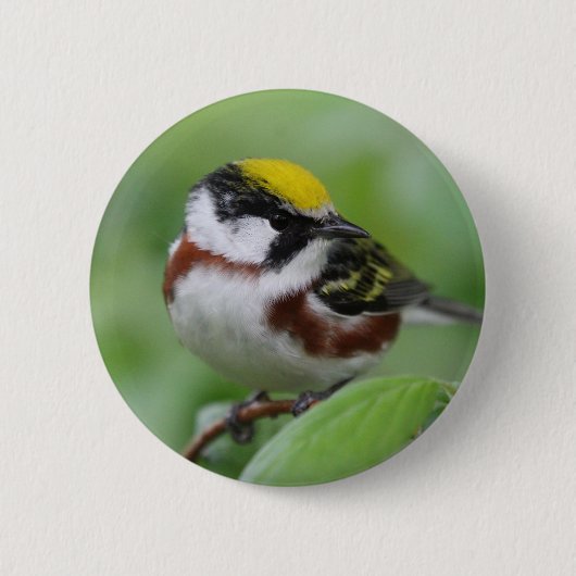 Kastaniengrasmücke Button (Vorderseite)