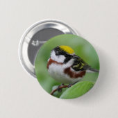 Kastaniengrasmücke Button (Vorne & Hinten)