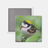 Kastaniengrasmücke Magnet (Vorderseite/Rückseite)