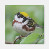 Kastaniengrasmücke Magnet (Vorne)