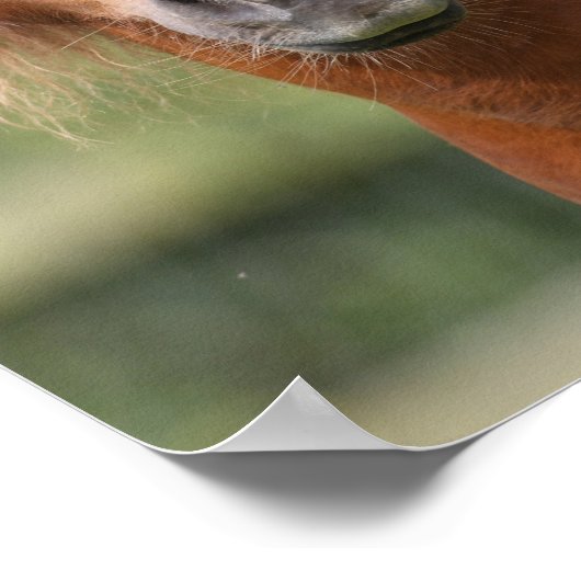 Kastanienhahn Pony Stallion Poster (Ecke)