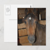Kastanienhahn Postkarte (Vorne/Hinten)