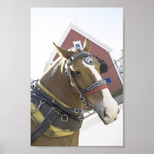 Kastanienkutschpferd Poster