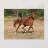 Kastanienmane und Schwanz fließen Postkarte (Vorderseite)