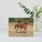 Kastanienmane und Schwanz fließen Postkarte (Stehend Vorderseite)