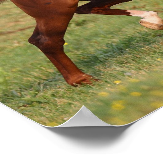 Kastanienmane und Schwanz Poster (Ecke)