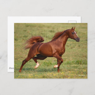 Kastanienmane und Schwanz Postkarte