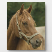 Kastanienpferd auf dem Feld Fotoplatte (Vorderseite)